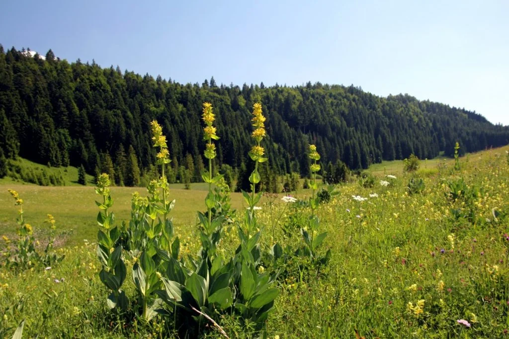 © Jura Tourisme